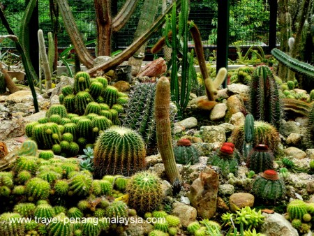 Penang Botanical Gardens Photos