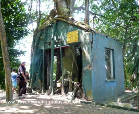 photo of a tree that has grown through the roof of one of the old buildings photo of a tree that has grown through the roof of one of the old buildings