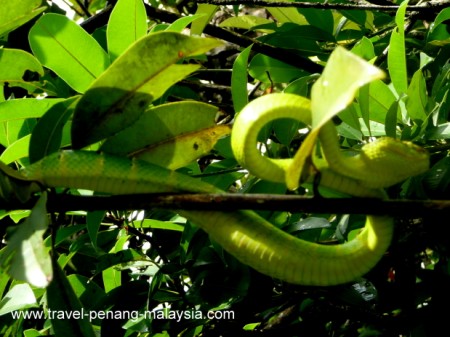 Pit Viper Pit Viper