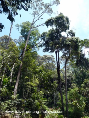 tall rainforest trees tall rainforest trees
