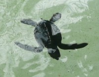 Visit our Turtle Sanctuary Page
