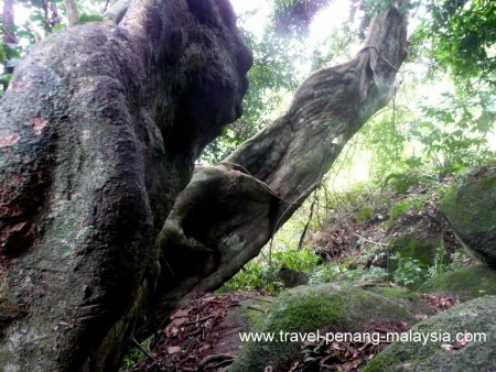 walk to Monkey beach Penang National Park
